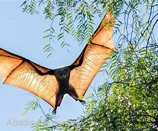 flying fox
